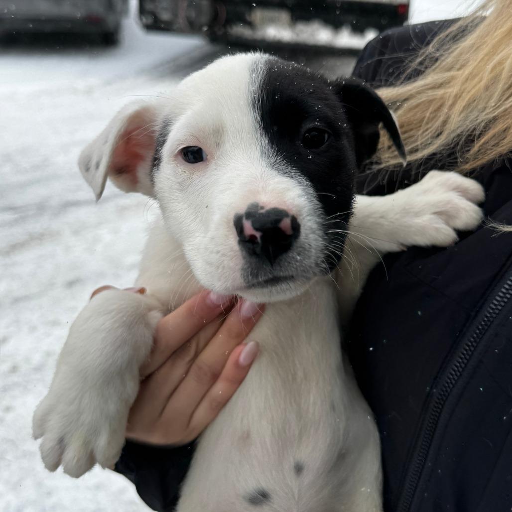 NY Eloise Feb 21 (Tractor Supply Patterson NY), Adoptable, Puppy Female Border Collie & Terrier.