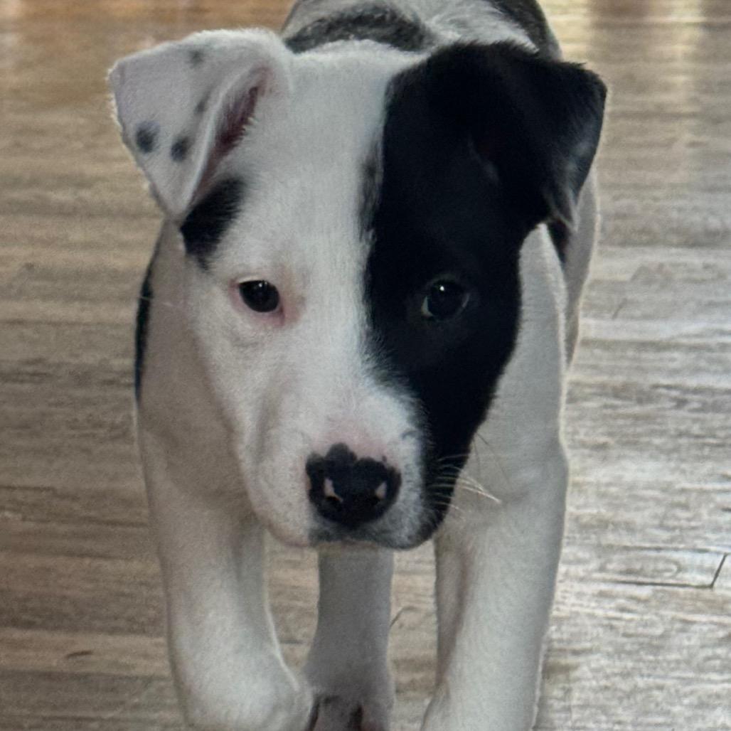 NY Eloise Feb 28 (Tractor Supply Patterson, NY), a Adoptable mixed breed in Eastford, CT image 3/4