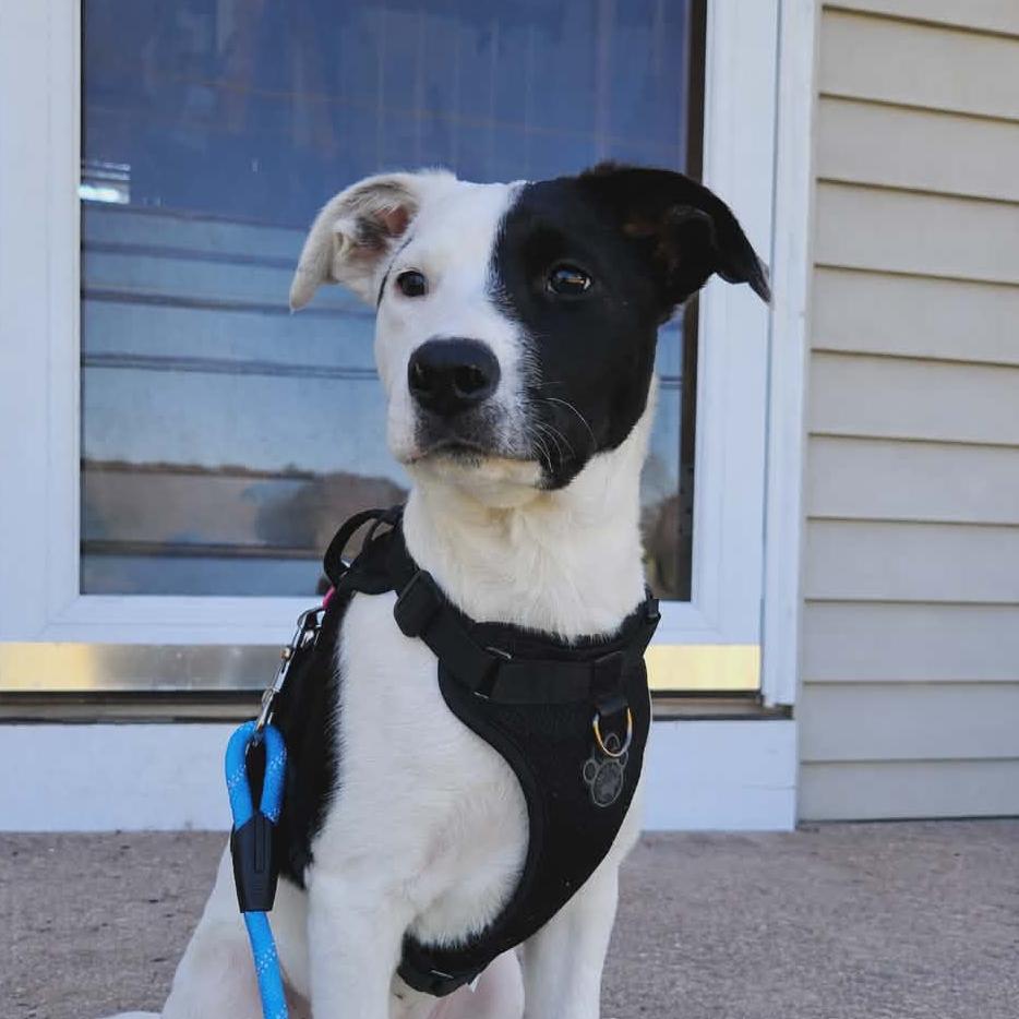 CT Eloise avail April 11, a Adoptable mixed breed in Eastford, CT image 4/6