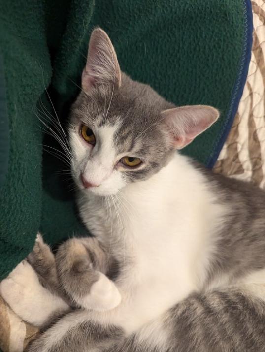 Enlarge Indago, a ADOPTABLE Domestic Short Hair in Buffalo, NY image 1/1