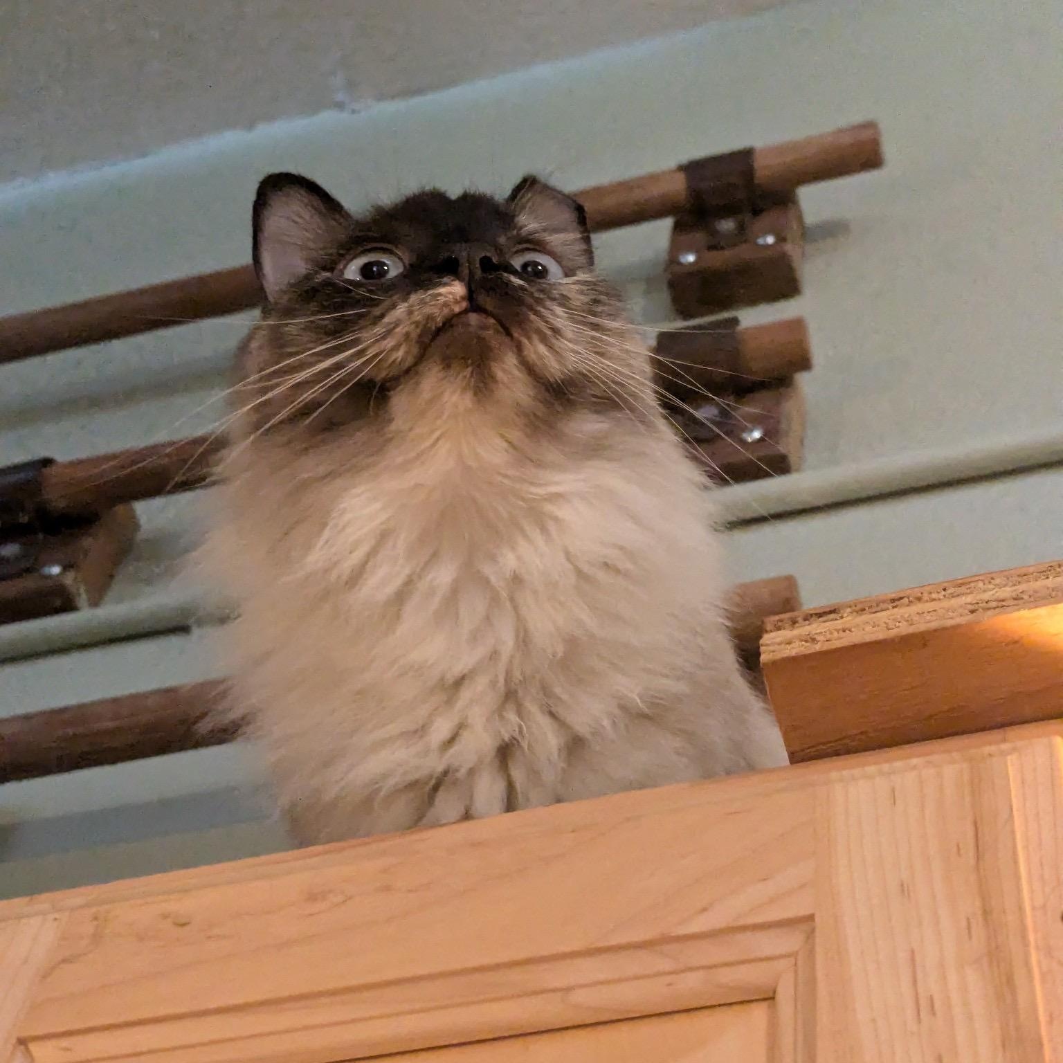 Princess, Adopted, Young Female Ragdoll.