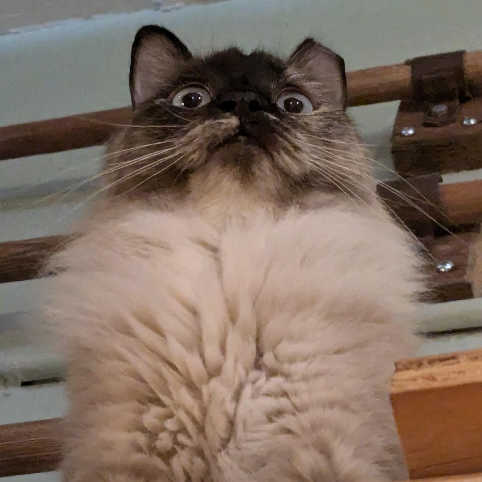 Enlarge Princess, a Adopted Ragdoll in Vacaville, CA image 2/3