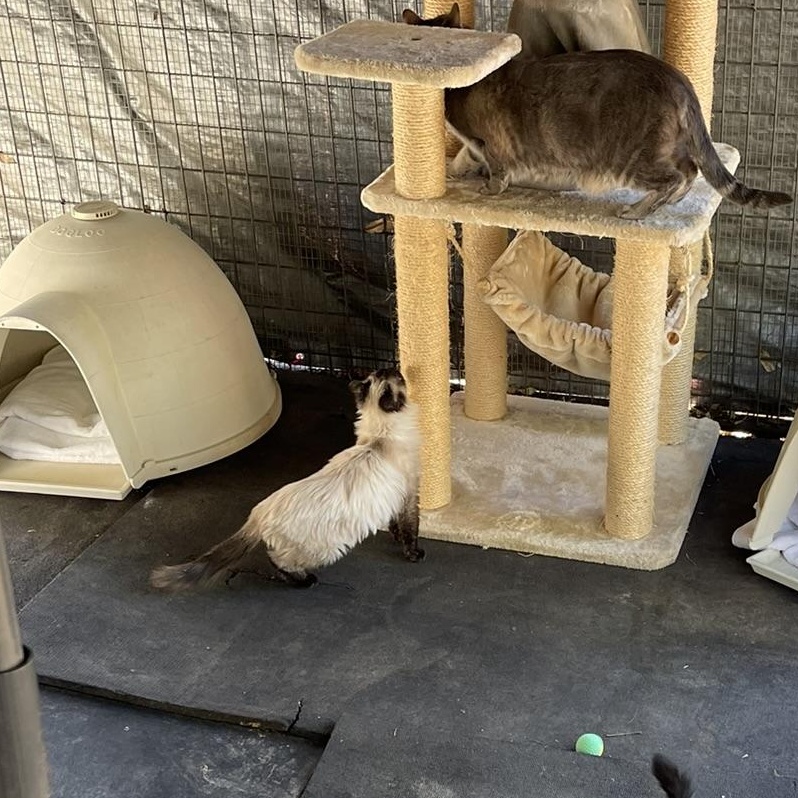 Enlarge Princess, a Adopted Ragdoll in Vacaville, CA image 3/3