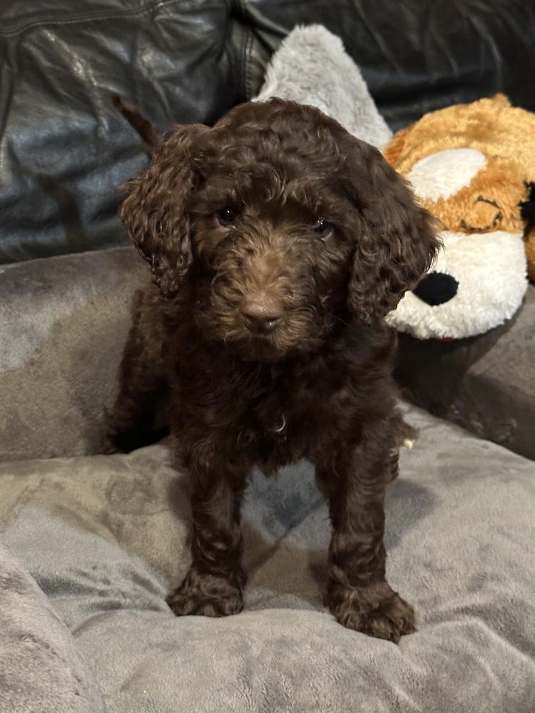 BOCEPHUS (BO), Adoptable, Puppy Male Aussiedoodle & Labrador Retriever.