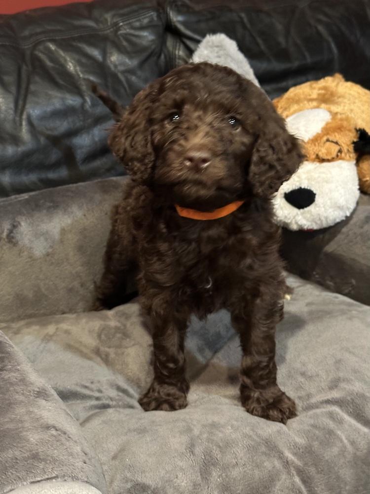 Enlarge BOCEPHUS (BO), a Adoptable mixed breed in Milton, GA image 2/3