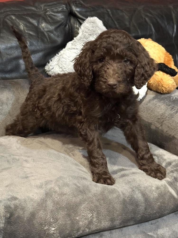 Enlarge BOCEPHUS (BO), a Adoptable mixed breed in Milton, GA image 3/3