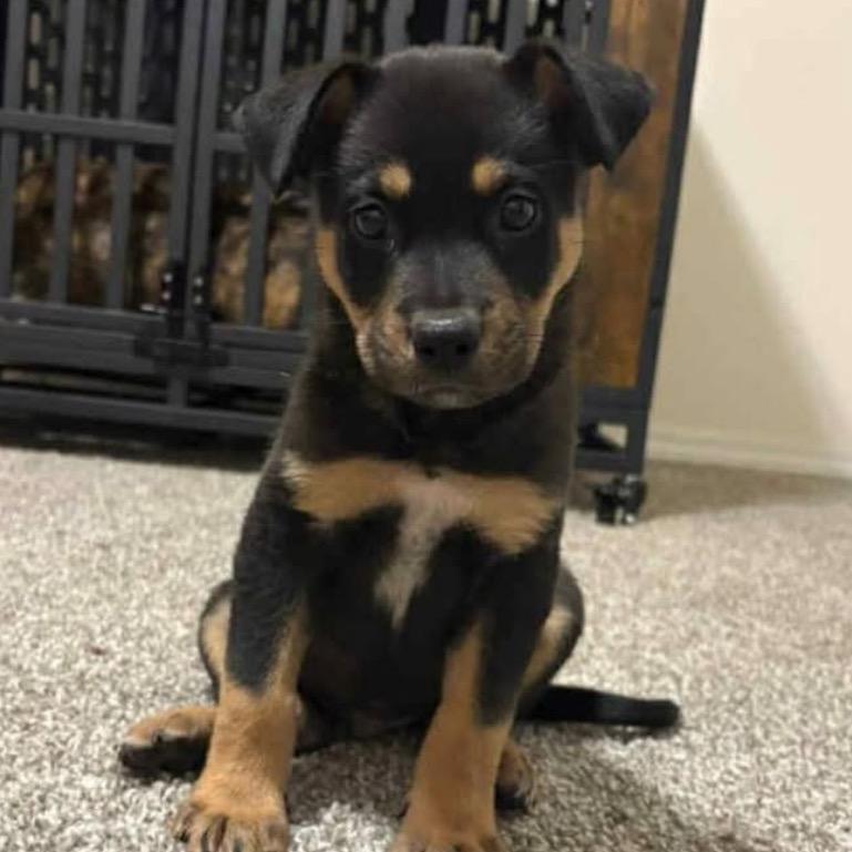 Koda, Adoptable, Puppy Male Shepherd & Mixed Breed.