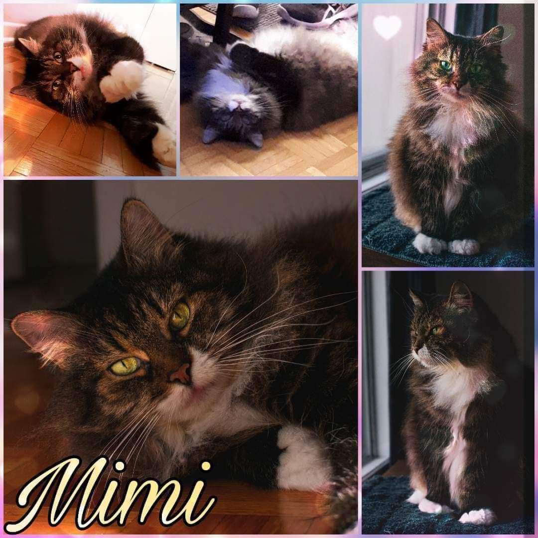 Enlarge Mimi, a Adoptable Domestic Long Hair in Beloeil, QC image 1/1