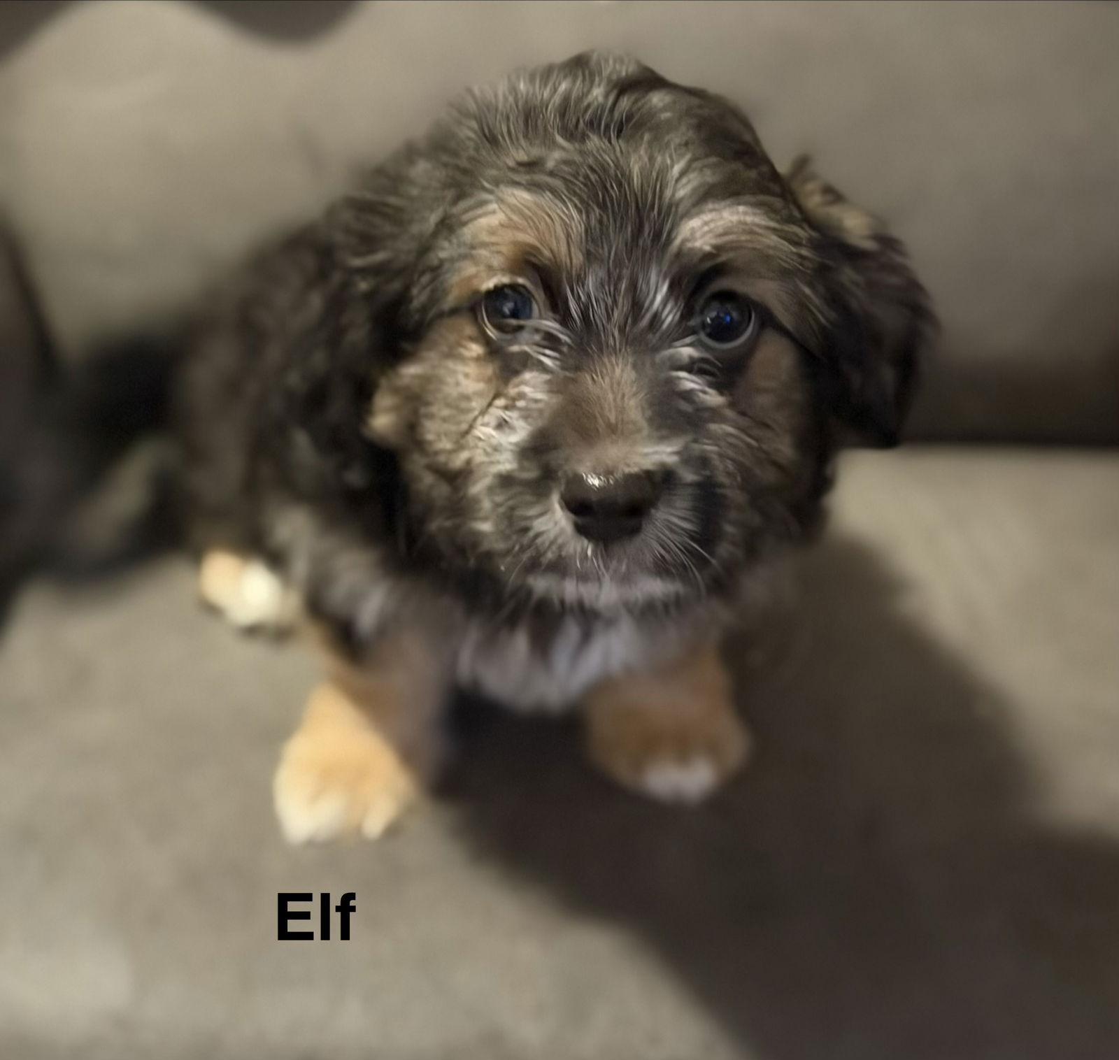 Elf, Adoptable, Young Male Spaniel.