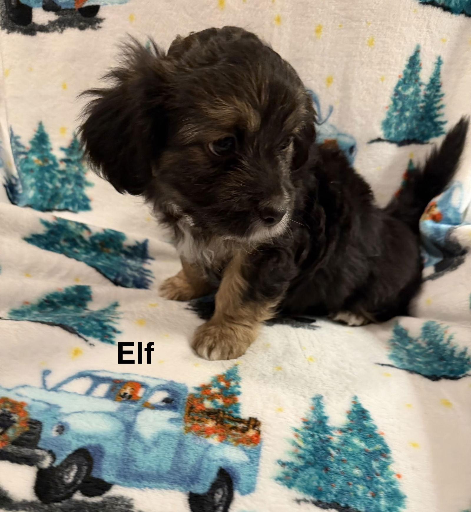 Enlarge Elf, a Adoptable Spaniel in Colorado Springs, CO image 2/2
