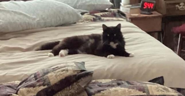 Figaro, Adopted, Adult Male Domestic Medium Hair.