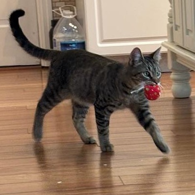 Titus, Adoptable, Kitten Male Domestic Short Hair.