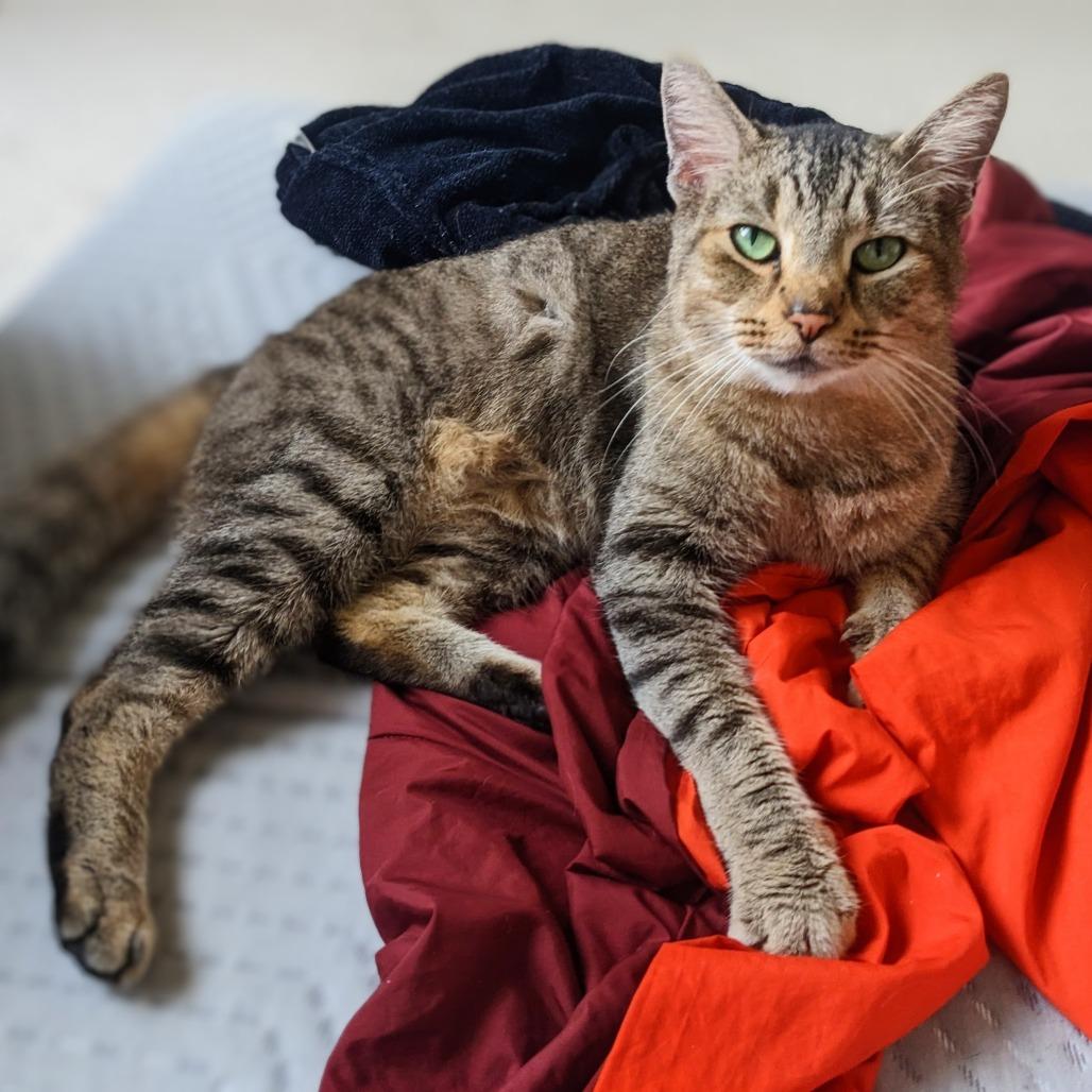 Enlarge Cicada, a Adoptable Domestic Short Hair in Garfield, AR image 1/1