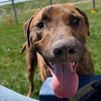 Atlas, Adoptable, Adult Male Mastiff & Rhodesian Ridgeback.