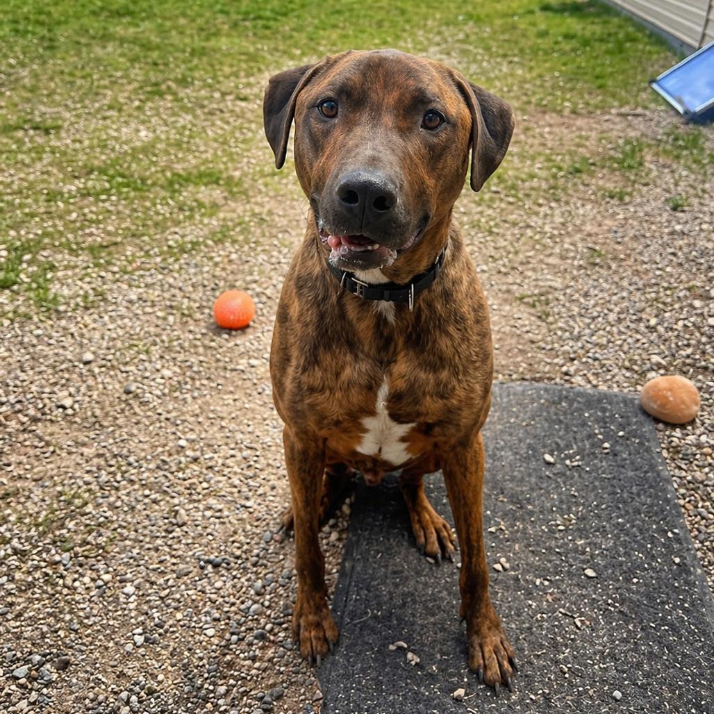 Atlas, Adoptable, Adult Male Mastiff & Mixed Breed.