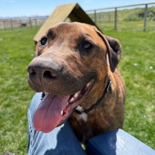 Atlas, a Adoptable mixed breed in Driggs, ID image 1/6