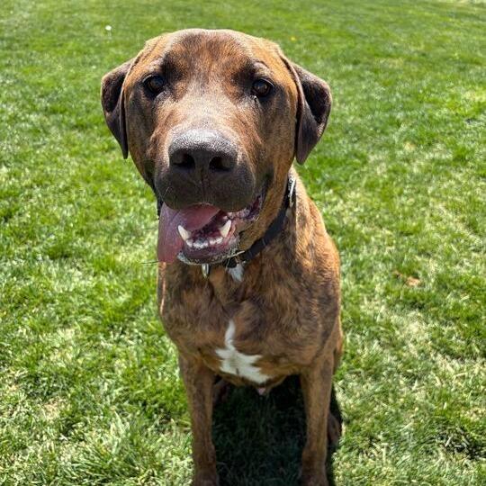 Atlas, a Adoptable mixed breed in Driggs, ID image 3/6