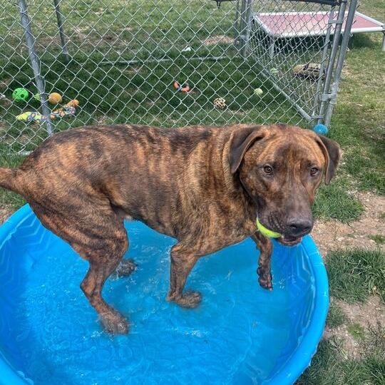 Atlas, Adoptable, Adult Male Mastiff & Rhodesian Ridgeback.