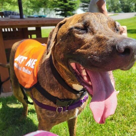 Atlas, a Adoptable mixed breed in Driggs, ID image 4/6