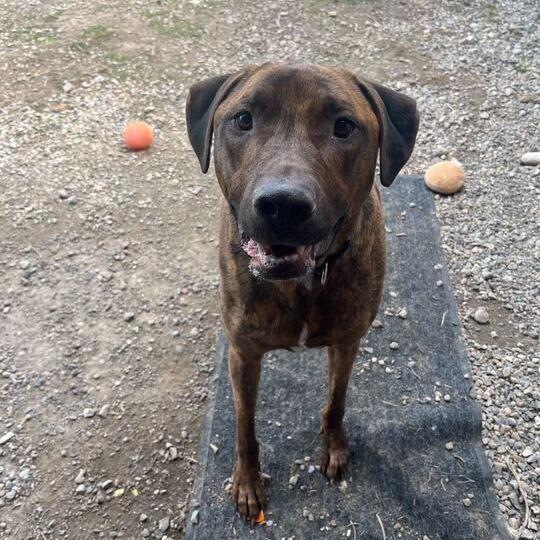 Enlarge Atlas, a Adoptable mixed breed in Driggs, ID image 3/6