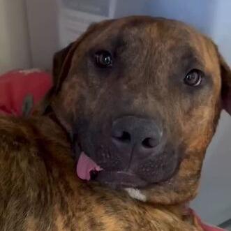Atlas, a Adoptable mixed breed in Driggs, ID image 5/6