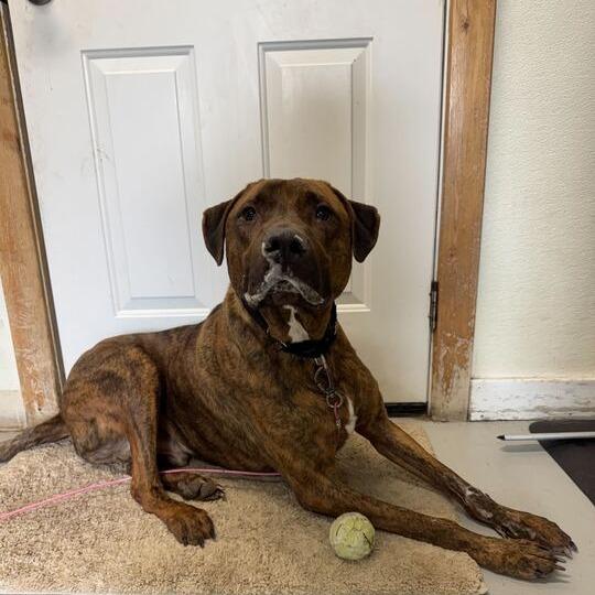 Atlas, Adoptable, Adult Male Mastiff & Mixed Breed.