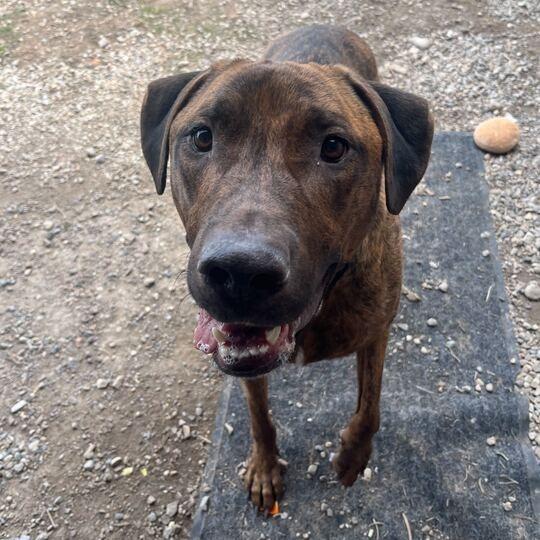 Enlarge Atlas, a Adoptable mixed breed in Driggs, ID image 4/6