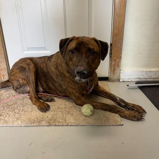 Enlarge Atlas, a Adoptable mixed breed in Driggs, ID image 6/6