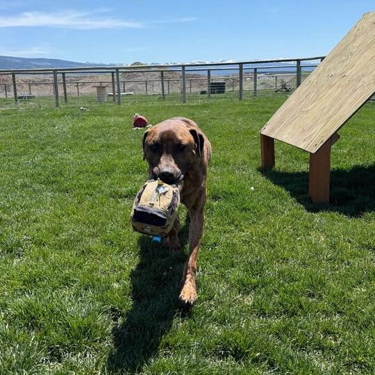 Atlas, a Adoptable mixed breed in Driggs, ID image 6/6