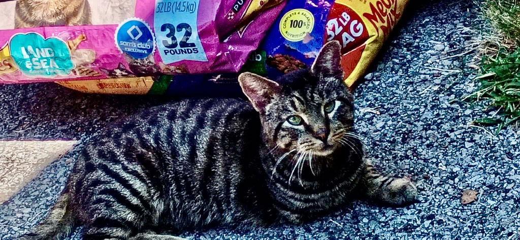 Earl, a Adoptable Domestic Short Hair in Cromwell, KY image 1/3