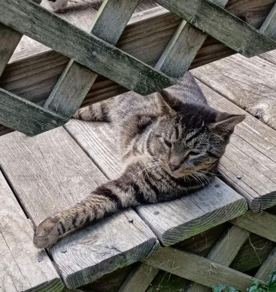 Earl, a Adoptable Domestic Short Hair in Cromwell, KY image 2/3
