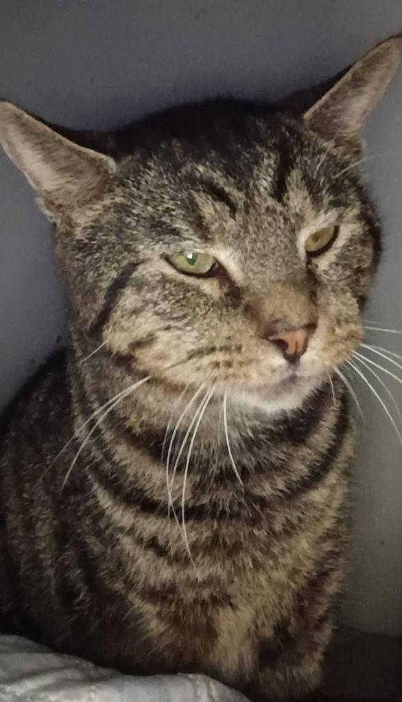 Earl, a Adoptable Domestic Short Hair in Cromwell, KY image 3/3