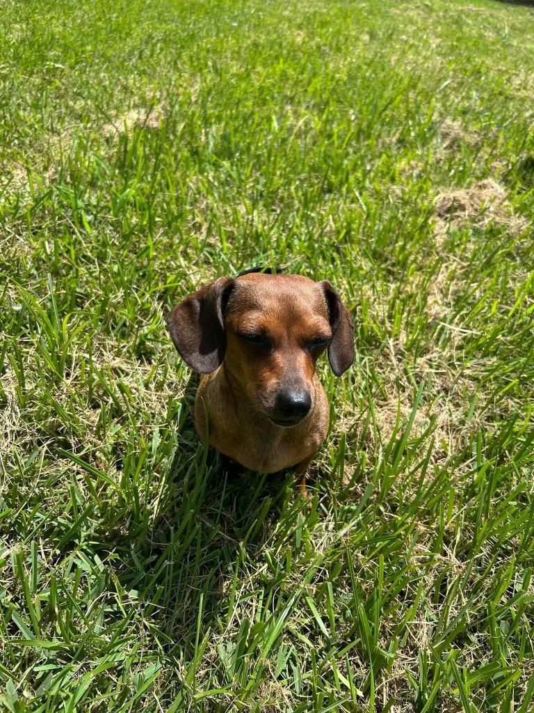 Cookie, Adopted, Young Female Dachshund & Chihuahua.