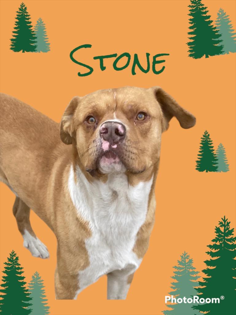 Stone, a Adoptable Pit Bull Terrier in Morgantown, KY image 1/5