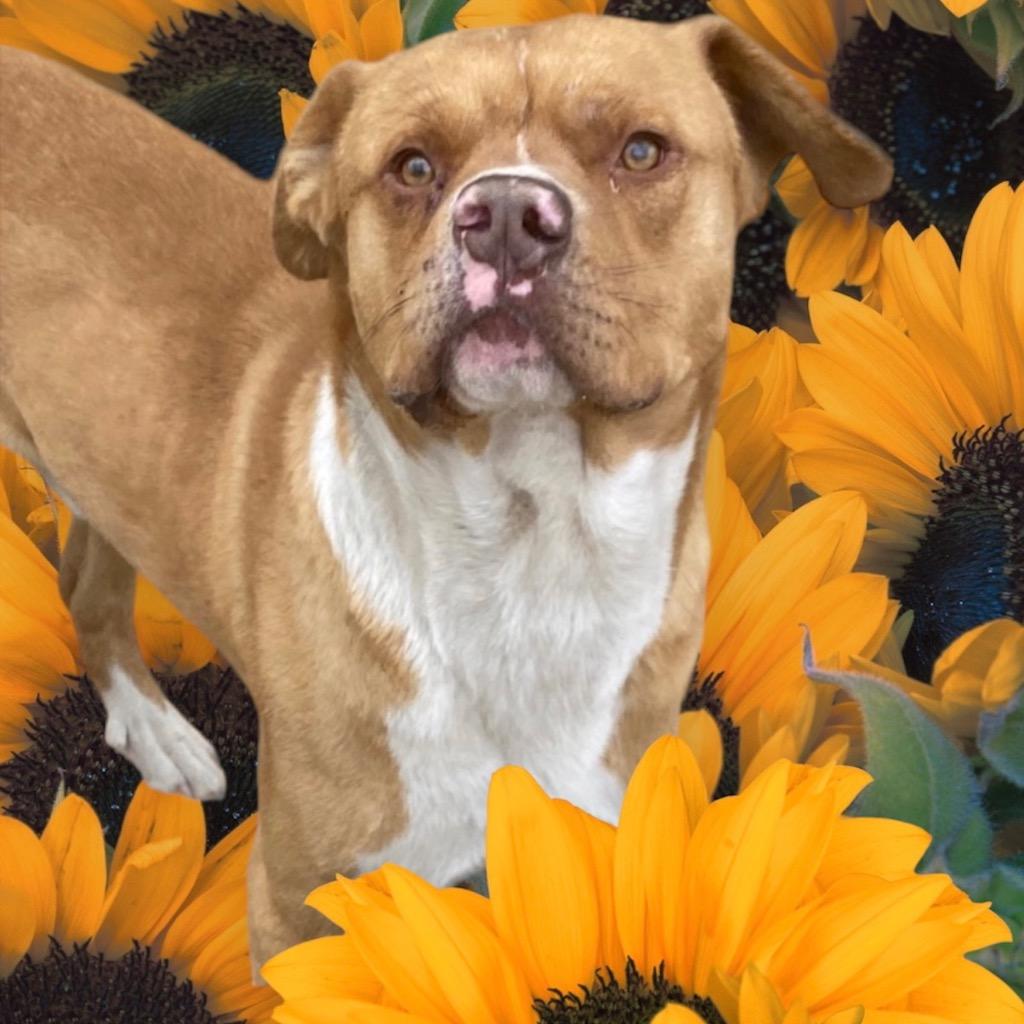 Stone, a Adoptable Pit Bull Terrier in Morgantown, KY image 2/5