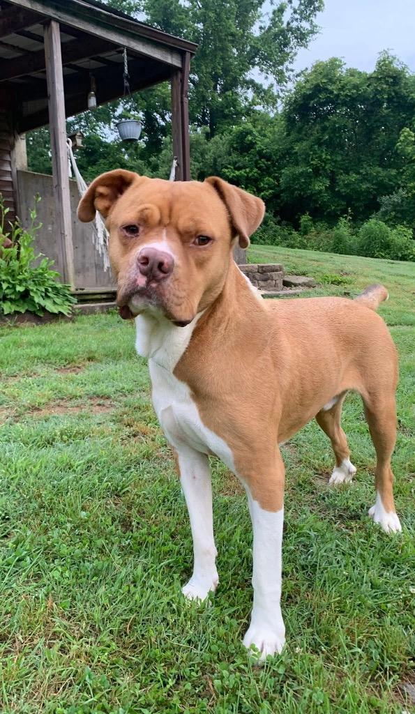 Stone, a Adoptable Pit Bull Terrier in Morgantown, KY image 3/5