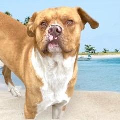 Stone, a Adoptable Pit Bull Terrier in Morgantown, KY image 4/5