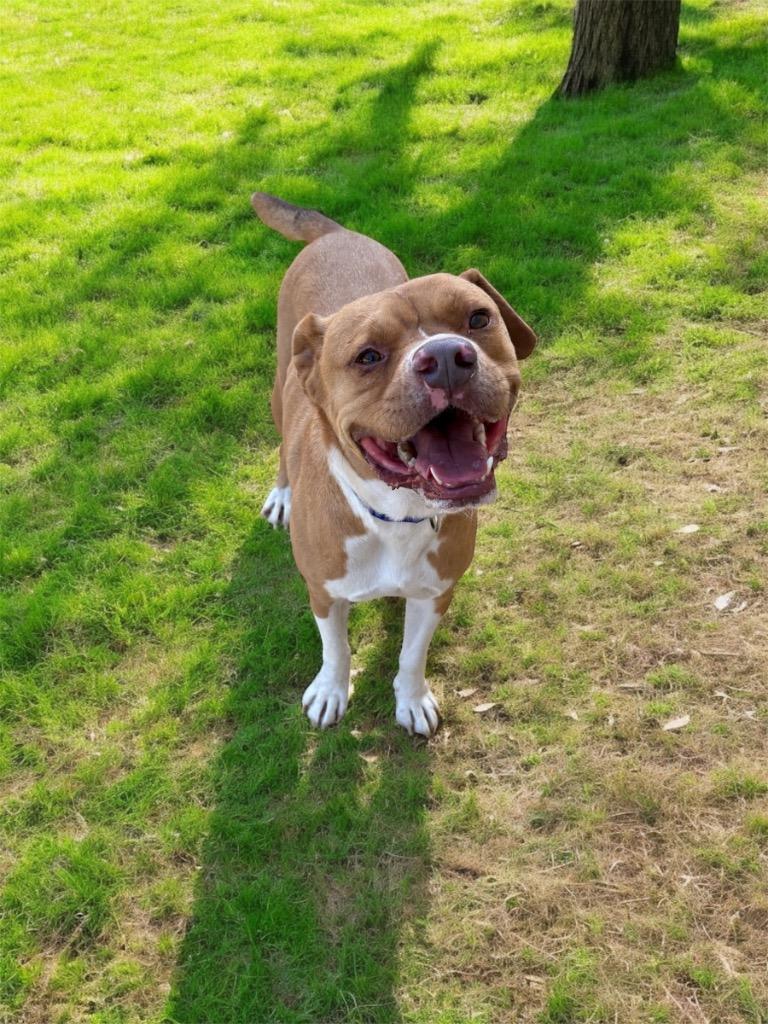 Stone, a Adoptable Pit Bull Terrier in Morgantown, KY image 5/5