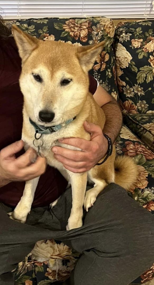 Carlee, Adoptable, Adult Female Shiba Inu.