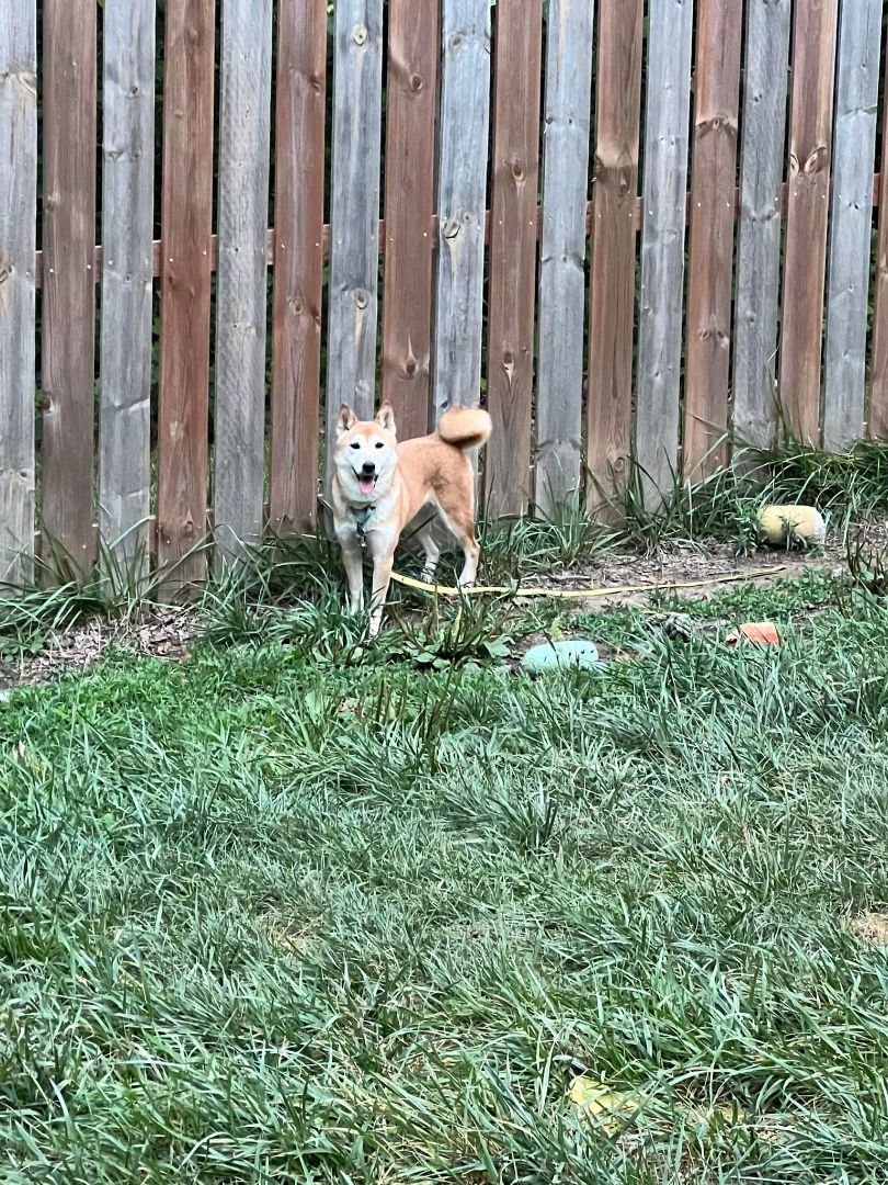 Enlarge Carlee, a Adoptable Shiba Inu in Jonesburg, MO image 2/5