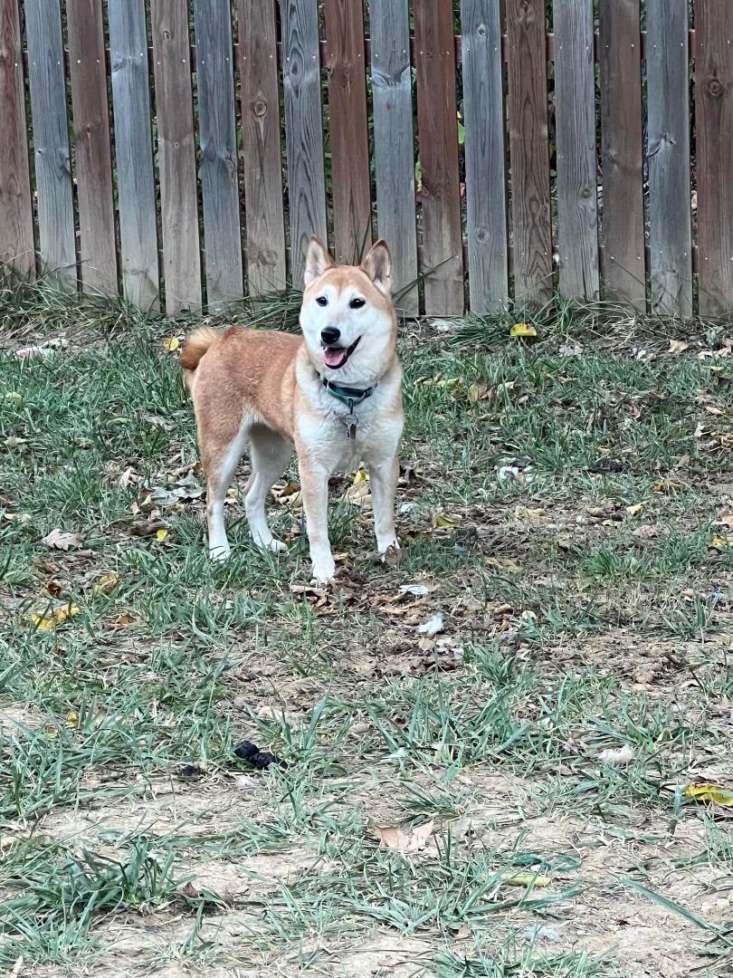 Enlarge Carlee, a Adoptable Shiba Inu in Jonesburg, MO image 3/5