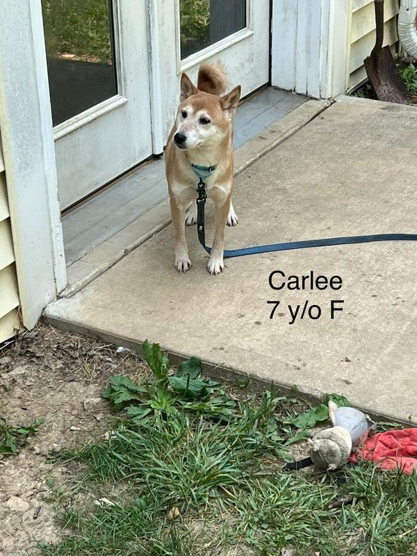 Enlarge Carlee, a Adoptable Shiba Inu in Jonesburg, MO image 4/5