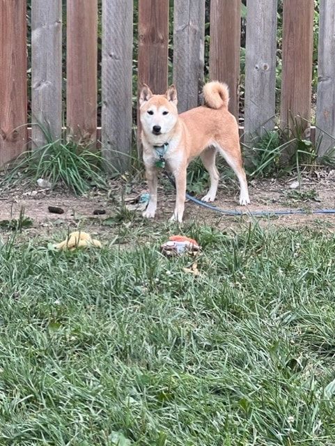 Enlarge Carlee, a Adoptable Shiba Inu in Jonesburg, MO image 5/5