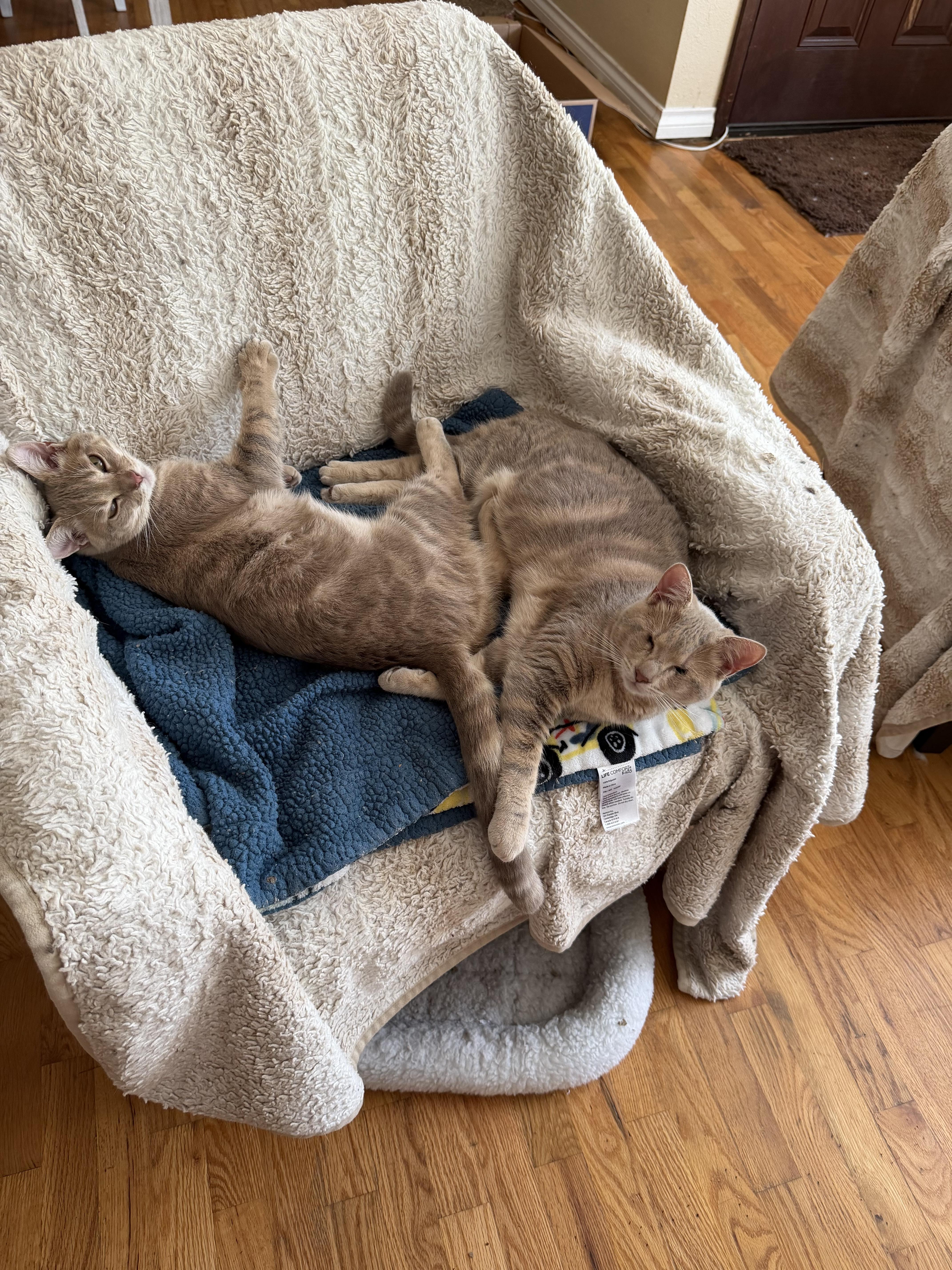 Enlarge Jimmy, a Adoptable Tabby in Woodinville, WA image 5/6