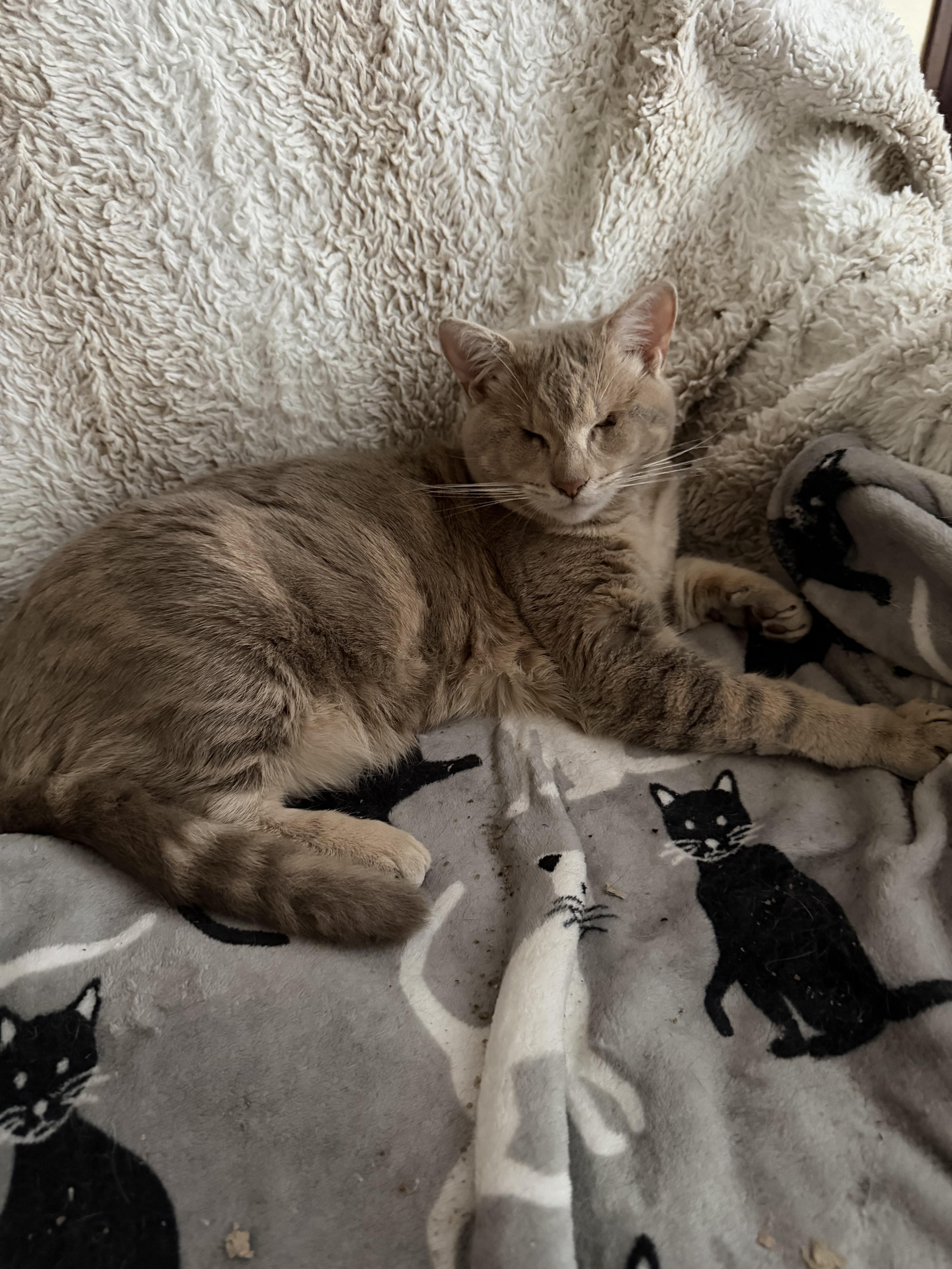 Enlarge Jimmy, a Adoptable Tabby in Woodinville, WA image 3/6