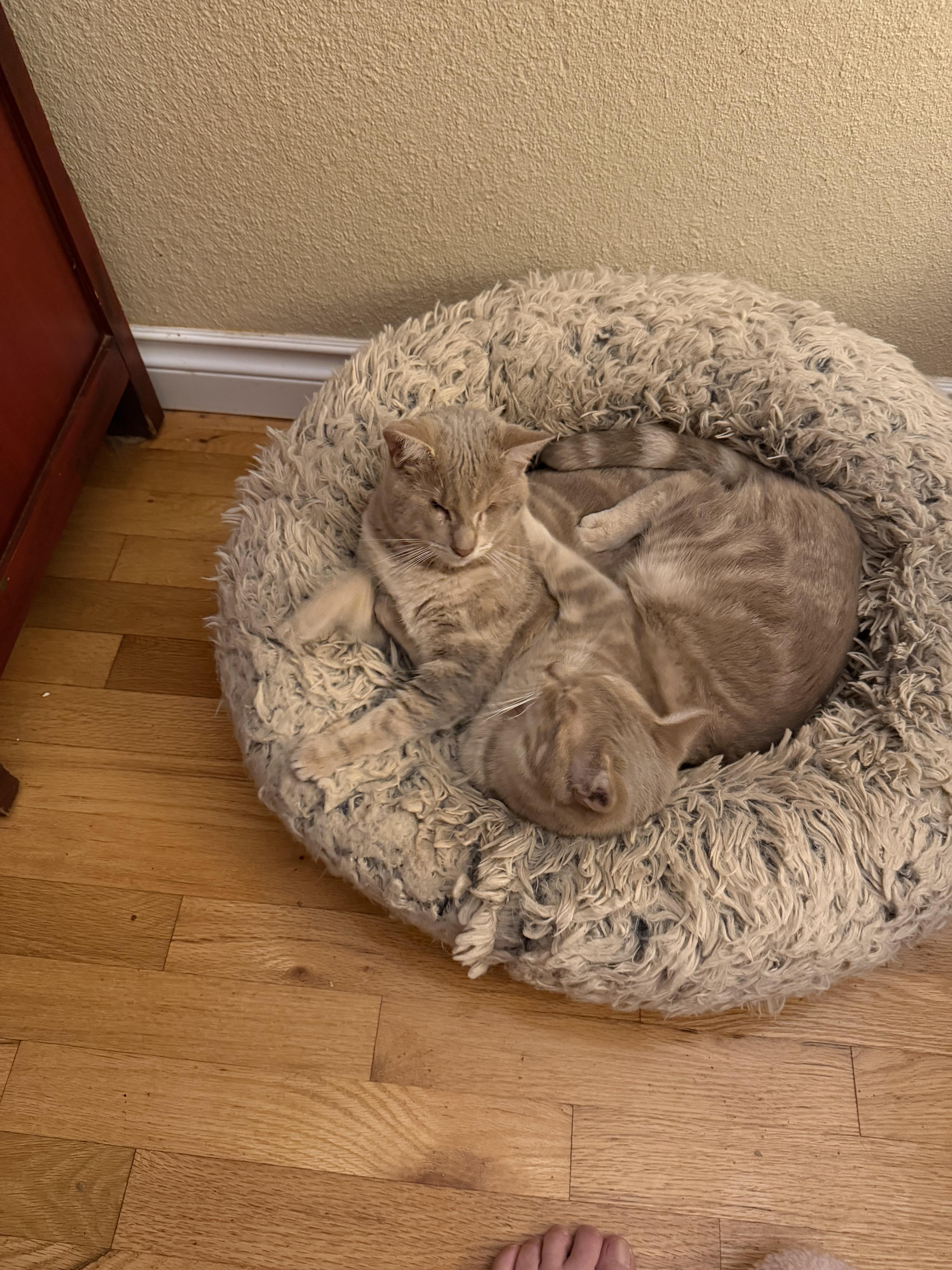 Enlarge Jimmy, a Adoptable Tabby in Woodinville, WA image 2/6