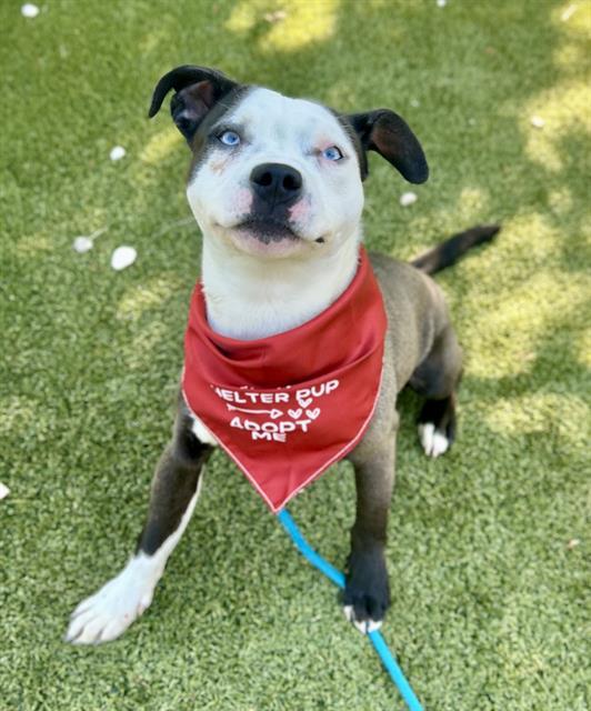 MURPHY, Adoptable, Young Male Mixed Breed.
