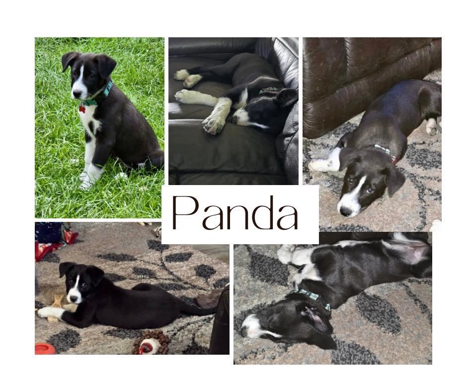 Enlarge Panda, a Adoptable mixed breed in Tracy, MN image 1/1