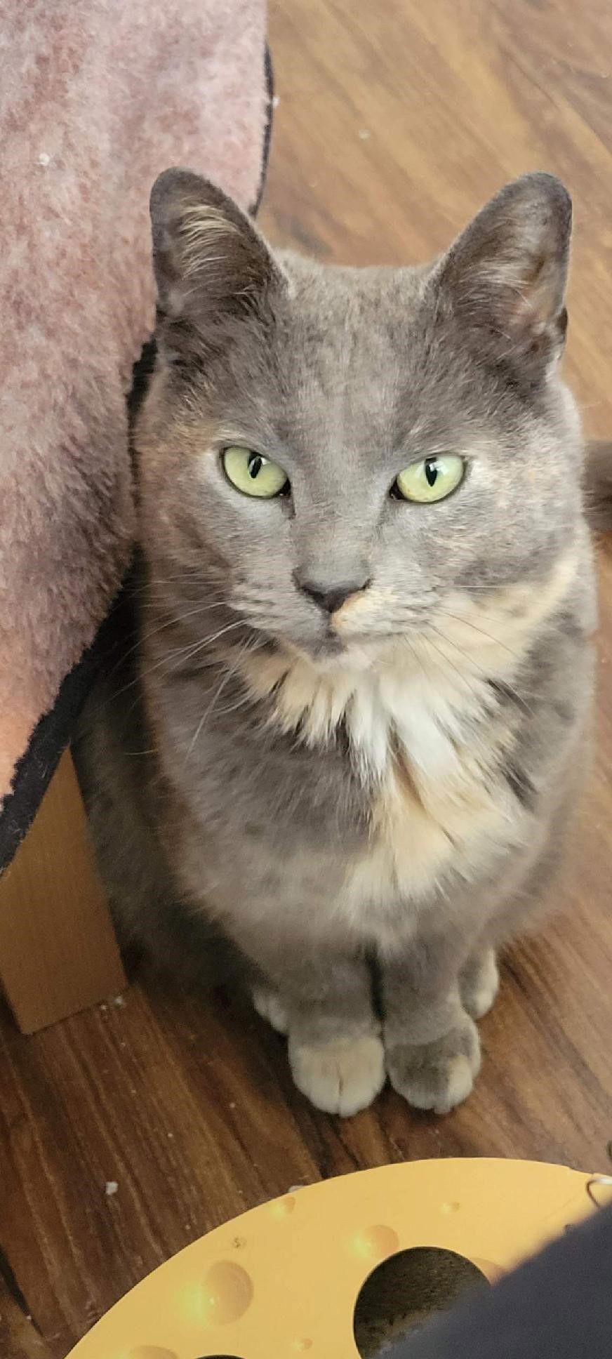 Graycie, Adoptable, Adult Female Domestic Short Hair.
