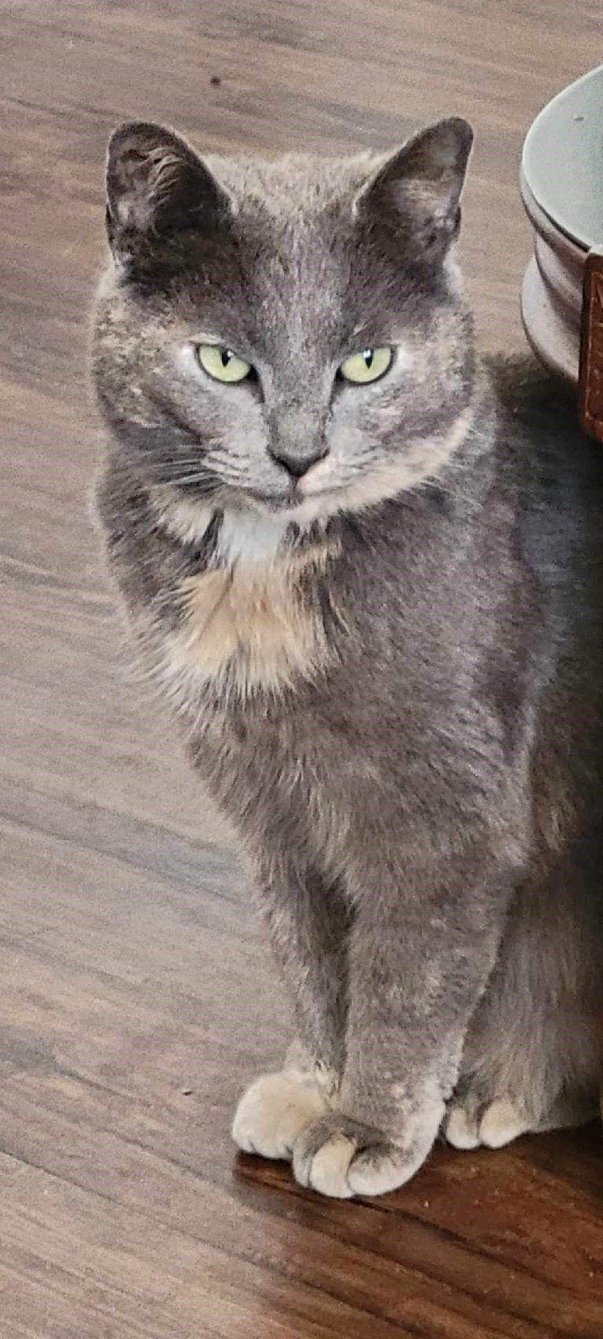 Graycie, a Adoptable Domestic Short Hair in Furlong, PA image 2/5